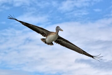 An immature Brown pelican in flight with outstretched wings against a blue/white sky. Pelecanus occidentalis.