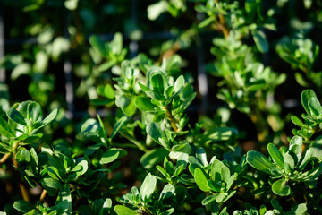 Fototapeta na wymiar Many vivid green fresh leaves of Portulaca oleracea plant, commonly known as purslane, duckweed, little hogweed or pursley, in a garden in a sunny summer day, beautiful outdoor floral background .