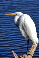 A single Great egret in breeding colors waiting for it's companion.








































