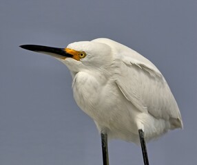 Snowy egret with no neck. Egretta thula