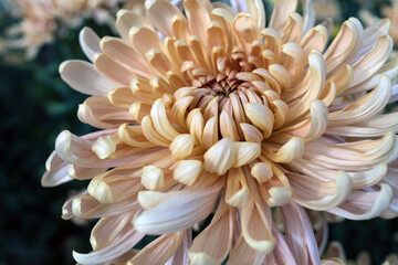 Autumn. Blooming chrysanthemum..