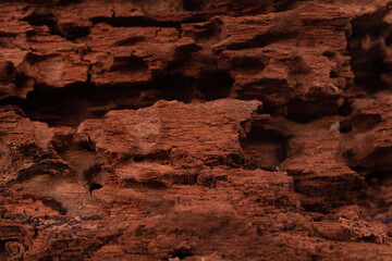 caves and holes in solid wood
