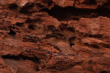 rotting wood with cracks, caves, holes with black splashes
