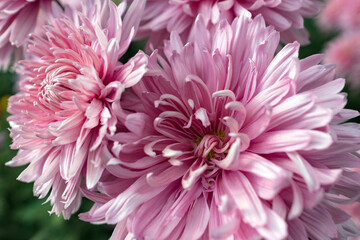 Autumn. Blooming chrysanthemum..