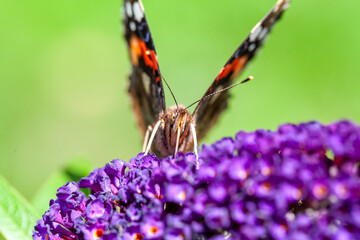Red Admiral, Vanessa atalanta, butterflies on Buddleja flower or butterfly bush. High quality photo