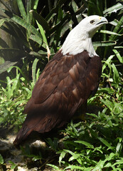 The brahminy kite, Haliastur indus, formerly known as the red backed sea eagle, is a medium sized bird of prey in the family Accipitridae