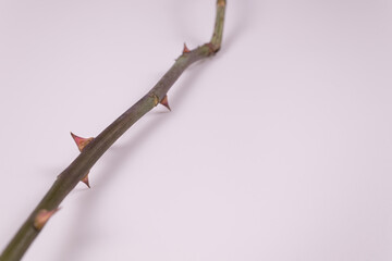 a branch with thorns lies from us