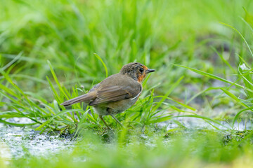 Close-up portrait of an European robin walking in grass with water. In a forest during summer