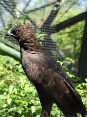 The changeable hawk eagle or crested hawk eagle, Nisaetus cirrhatus is a large bird of prey species of the family Accipitridae.