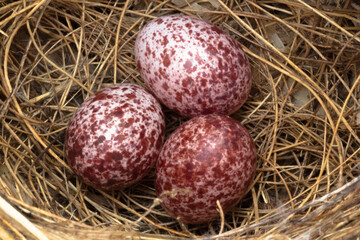 Obraz premium Œufs dans un nid d’oiseau 