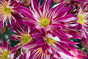 Autumn. Blooming chrysanthemum..