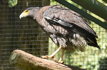 The crested serpent eagle, Spilornis cheela is a medium sized bird of prey that is found in forested habitats across Sumatra, Java and Borneo