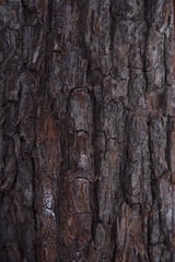 bark of a tree