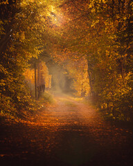 Herbst Sonne bricht durch den Wald mit schönem goldenen Licht und Nebel