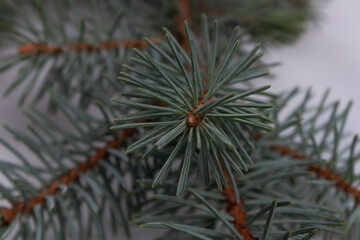 Naklejka na ściany i meble Sprig of spruce with green needles near