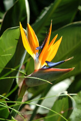 fiori e piante esotici