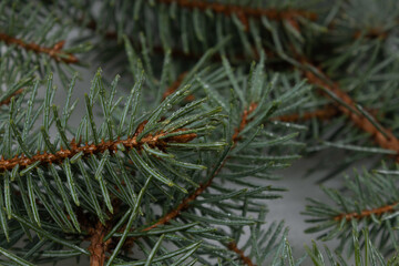 spruce green branches in a heap