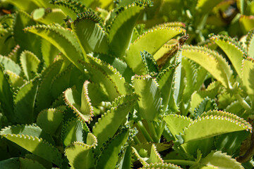 fiori e piante esotici