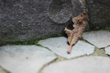 a piece of dry leaf on a stone pavement