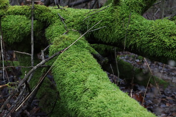 old tree overgrown with moss in the forest