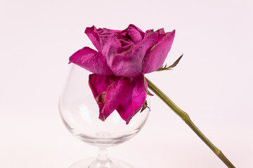 purple flower on the stem as decoration of the glass