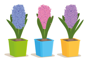 BLUE, ROSE AND VIOLET HYACINTHS IN POTS ISOLATED ON WHITE BACKROUND