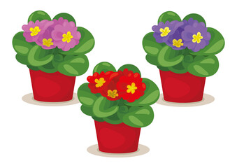 RED, VIOLET AND ROSE PRIMROSE IN POTS ISOLATED ON WHITE BACKGOUND