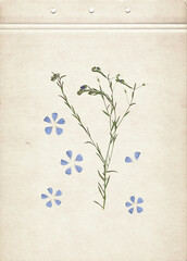 Pressed and dried herbs. Scanned image. Vintage herbarium background on old paper. Composition of the grass with blue flowers on a cardboard.