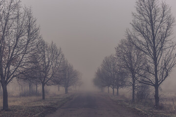 Old asphalt road in autumn park with trees in the fog