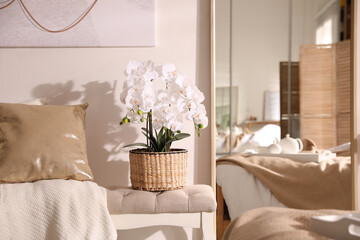 Beautiful room interior with potted white orchids