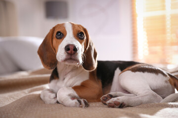 Cute Beagle puppy on bed at home. Adorable pet