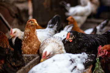 Chickens on the farm. Toned, style, color photo.