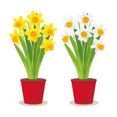 WHITE AND YELLOW NARCISSUS IN POTS ISOLATED ON WHITE BACKROUND