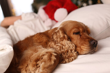 Cute English Cocker Spaniel lying on bed near child in Santa hat. Christmas celebration