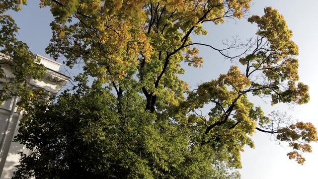 yellow and green maple leaves
Size: 1980x1080
Frame rate: 60 fps
Color mode: natural