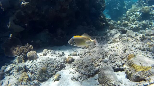 Lagoon Triggerfish (Picaso Fish) swimming around coral reef
Underwater shot from, Eilat, Israel ,red sea
