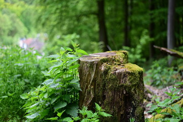 stump in the woods