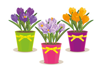 PURPLE, LILAC AND YELLOW CROCUSES IN POTS ISOLATED ON WHITE BACKGROUND