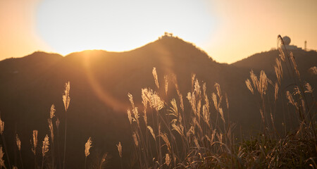 Miscanthus wheat field on the mountain at sunset with lens flare