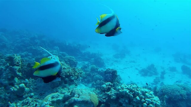 Two Anglefish Swimming around coral reef
Underwater shot from, Eilat, Israel ,red sea
