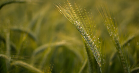 Separierter Gersten Halm in einem grünen Feld mit viel Tiefenunschärfe