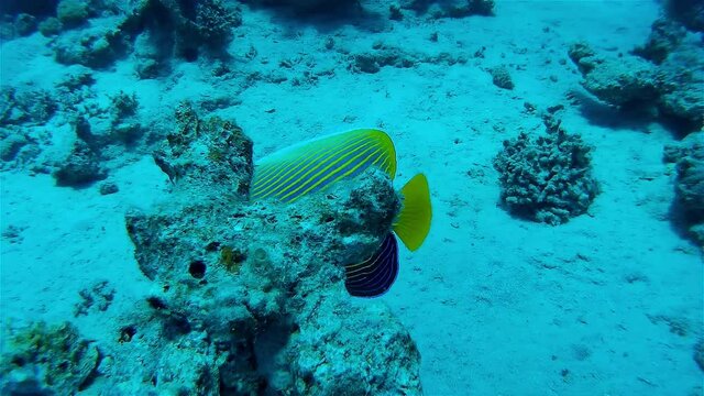 Emperor Anglefish Swimming around coral reef
Underwater shot from, Eilat, Israel ,red sea
