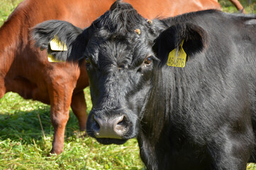 grazing cowson a meadow