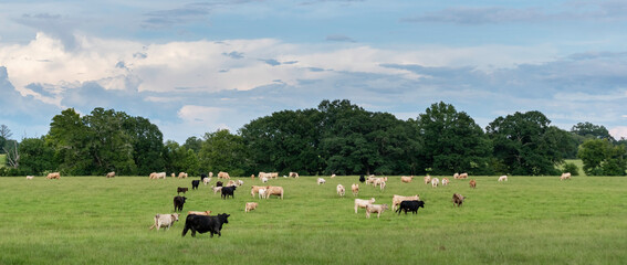 Scenic panorama of herd in pasture © jackienix