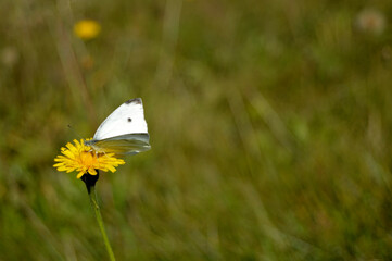 butterfly on a flower dandelion