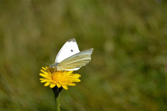 Fototapeta butterfly on flower dandelion