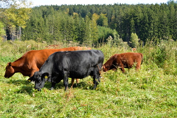 grazing cowson a meadow
