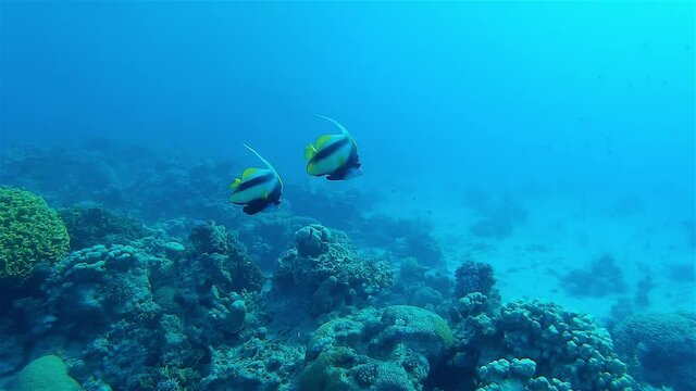 Two Anglefish Swimming around coral reef
Underwater shot from, Eilat, Israel ,red sea
