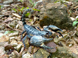 A black scorpion in the nature park