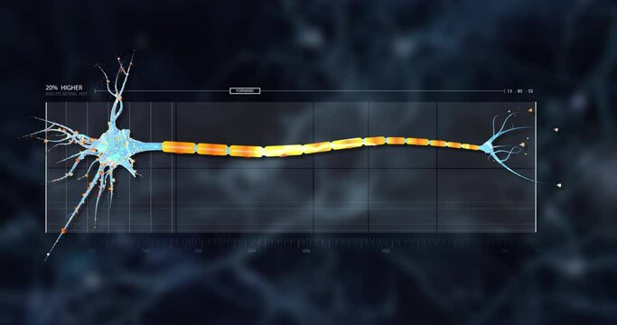 Neuron and synapses 3d animation, medical illustration. Neurogenesis, remyelination, myelin, schwann cells, neural network, neuroactivity, dendrid, neurotransmitters